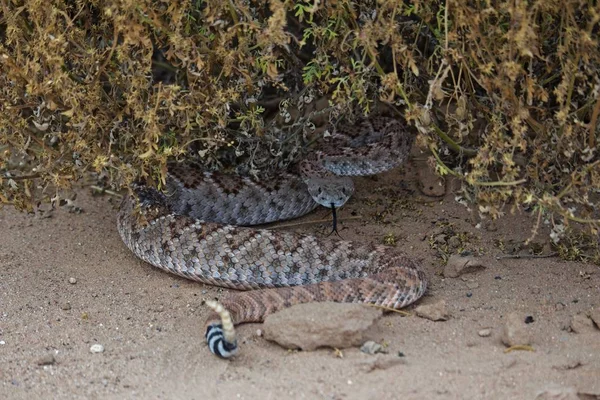 Rattle Snake enrollado bajo Bush —  Fotos de Stock