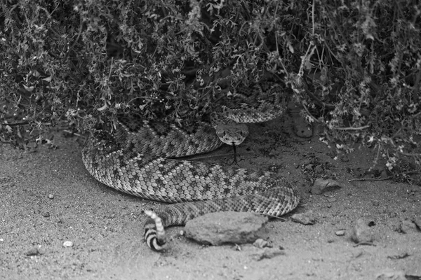 Rattle Snake Coiled Bush Tongue Out Black White — Stock Photo, Image