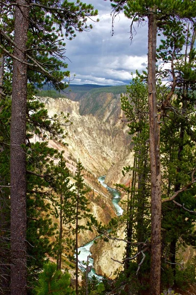 Gran Caimán Del Yellowstone Parque Nacional Yellowstone Enmarcado Entre Pinos — Foto de Stock