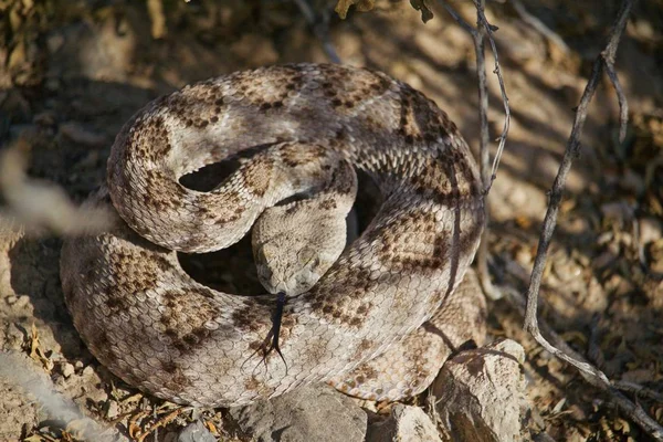 Rattle Snake Enrollado Día Verano Lengua Bifurcada Cabeza Abajo —  Fotos de Stock