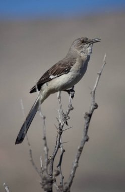 Bir dikenli şube şarkı/arama oturan kuş alay
