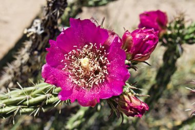 Pembe Colla çiçek polen üzerinde olan yaprakları ile 