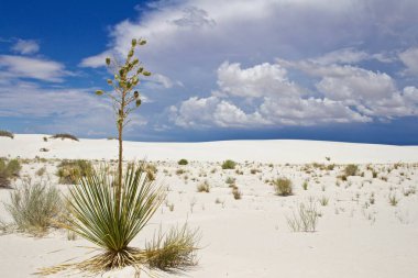 Beyaz Kumlar Ulusal Anıtı New Mexico