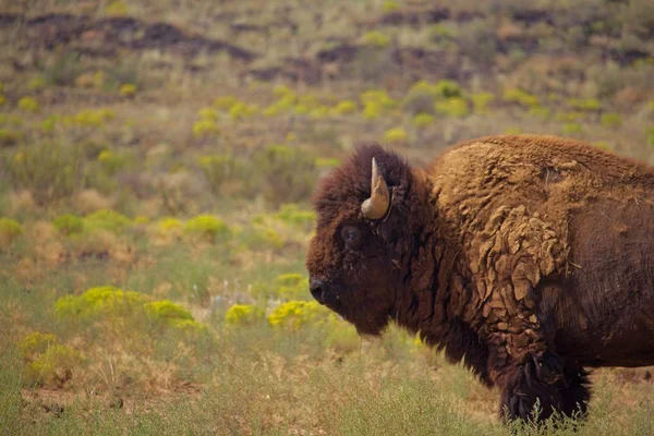 Einsamer Bulle Wisent Steht Sommer Gras — Stockfoto