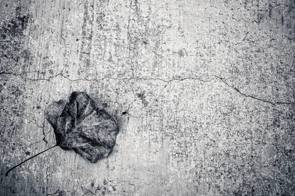 withered rose black and white - Stock Image - Everypixel