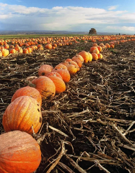 Rows of pumpkins ready for fall harvest