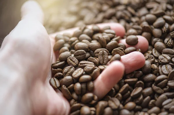 Man holding brown beans, aromatic fresh coffee beans