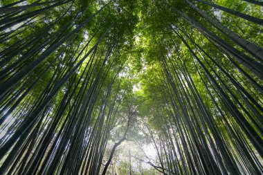 Gizemli bambu ormanı Sagano'da Kyoto, Japonya