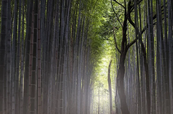 Mystérieuse forêt de bambous Sagano à Kyoto, Japon — Photo