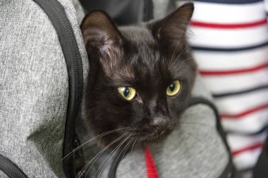 Yurt içi kara kedi ile bir sahibi, bir parkta pet seyahat sırt çantası içinde