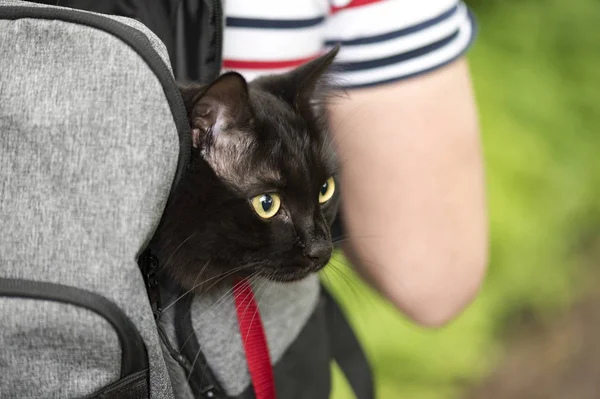 Domestic black cat in backpack traveling with an owner, pet in a park