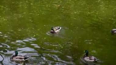 Gölde yaban ördekleri sürüsü