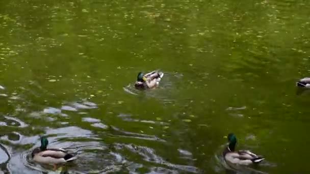 湖で野生のカモの群れ — ストック動画