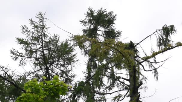 Wipfel einer alten Tanne im Wald — Stockvideo