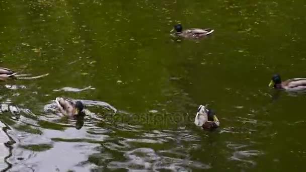 Flock of wild ducks on the lake — Stock Video