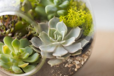 Masada succulents, etli yeni modern ayrıntı daireler ve evler
