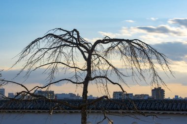 Sakura ağacı kışın, Japonya