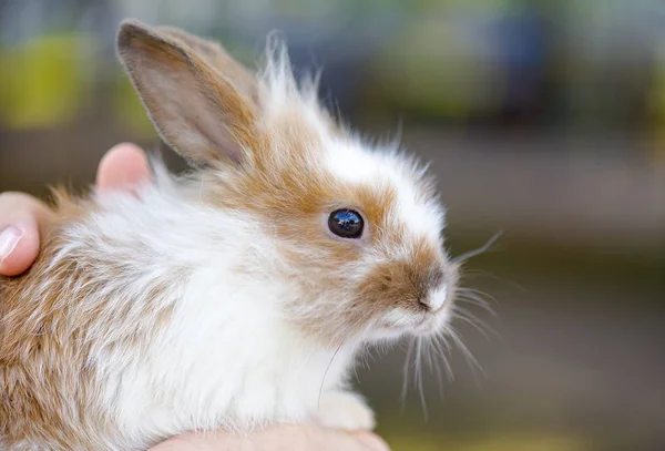 Man holding a rabbit in his arms