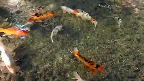 Carpa Vermelha Koi na lagoa no Japão, vídeo — Vídeo de Stock
