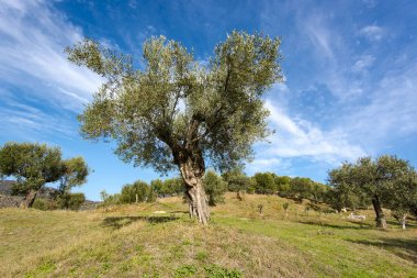 Yabani zeytin ağaçları Yunanistan ülke Road