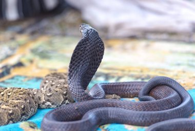 Beautiful Black Cobra, Cobra snake clipart