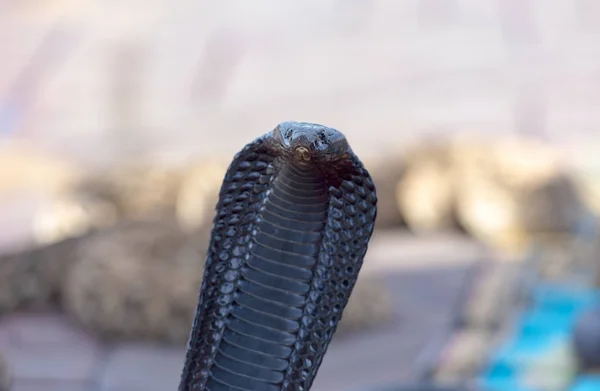 Hermosa Cobra Negra Cobra Serpiente —  Fotos de Stock