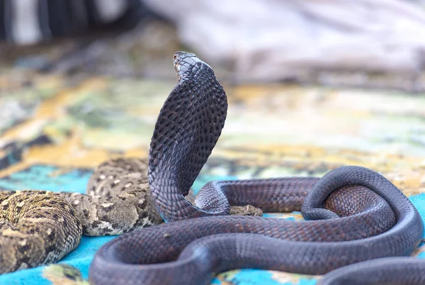 Hermosa Cobra Negra Cobra Serpiente —  Fotos de Stock