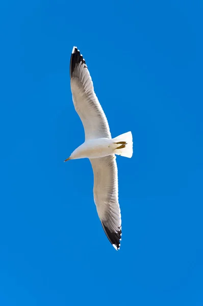 Möwe Fliegt Blauem Himmel Möwe Fliegt Großaufnahme Über Blauen Himmel — Stockfoto