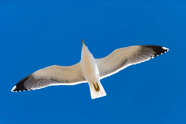 Mewa Latania Błękitne Niebo Zbliżenie Seagull Lotu Nad Niebieski Niebo — Zdjęcie stockowe