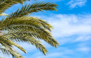 Palmiye ağacı ve mavi gökyüzü ile yer metin veya fikirler için arka plan olarak bir parçası