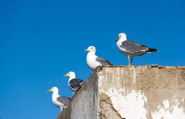 Fila Gaivotas Topo Telhado Velho — Fotografia de Stock