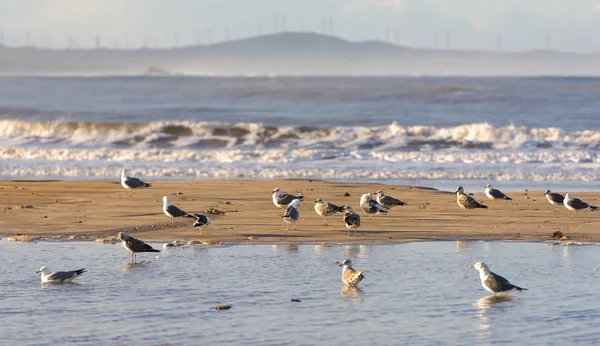 Seagulls Wybrzeżu Oceanu Atlantyckiego — Zdjęcie stockowe
