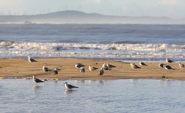 Seagulls Wybrzeżu Oceanu Atlantyckiego — Zdjęcie stockowe