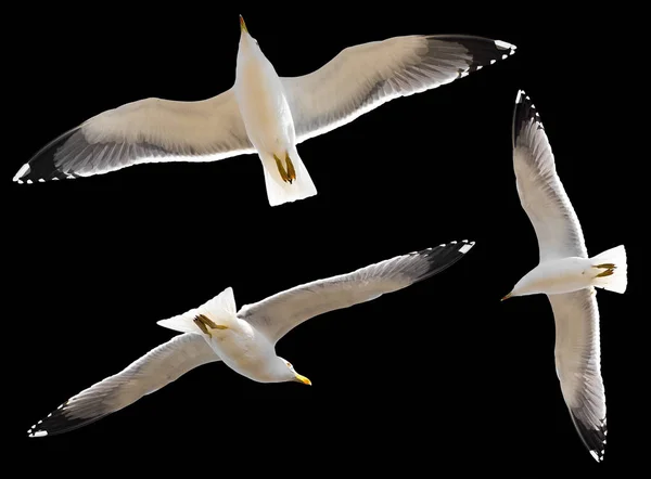 Seagulls Isolated Black Background — Stock Photo, Image