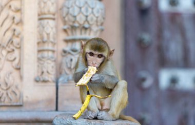 Hindistan'da vahşi sokak maymun