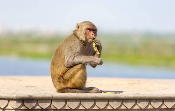 Macaco Selvagem Rua Índia Fotografia De Stock