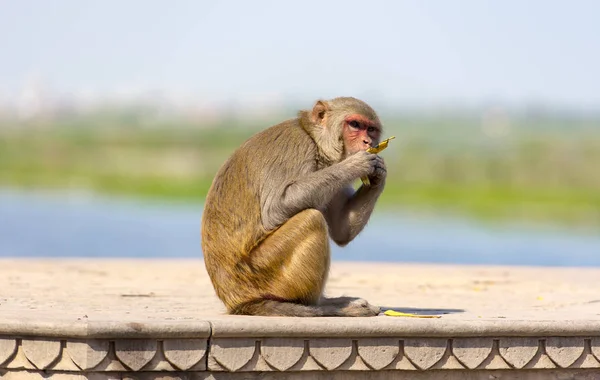 Macaco Selvagem Rua Índia Imagem De Stock