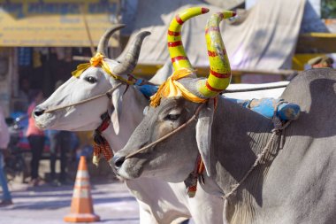 Hindistan Hint kutsal inek dekore edilmiş inek