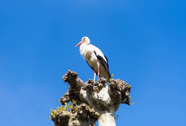 フランスのアルザス地域圏ストラスブールでコウノトリ — ストック写真