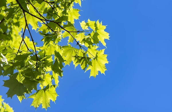 Akça ağaç ve mavi gökyüzü arka plan olarak dalı