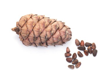 Sibirya Çam Kozalağı, Sedir Konisi Beyaz Arkaplan 'da izole