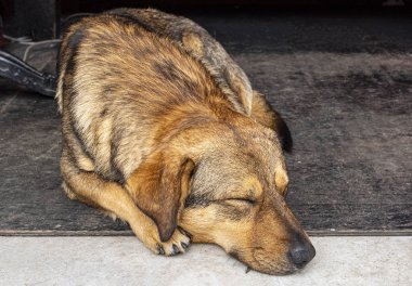 Terk edilmiş köpek yerde yatıyor.