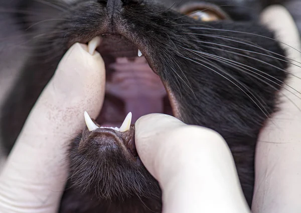 A Doctor Veterinarian checking Fangs of Cat in Veterinary Clinic, Veterinarian examining a black Kitten Mouth