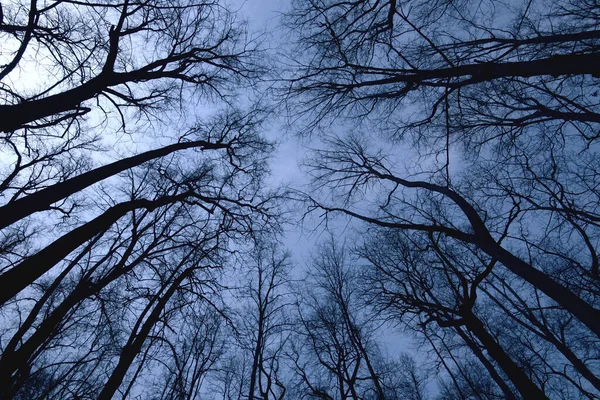 의나무들의 꼭대기 — 스톡 사진