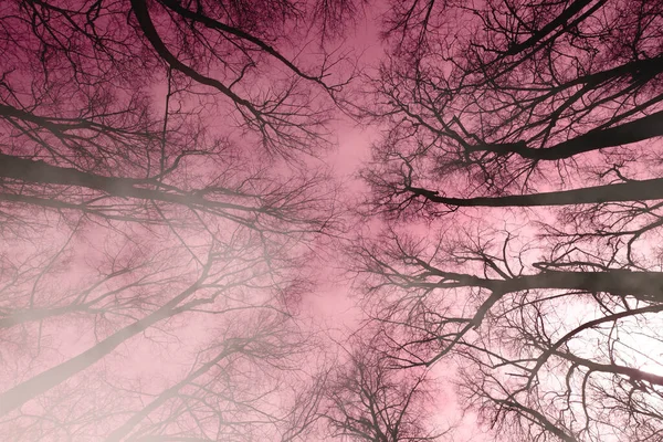 환상적 안개낀 그리고 의나무들의 꼭대기 — 스톡 사진