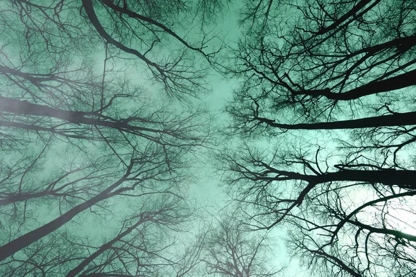 환상적 안개낀 그리고 의나무들의 꼭대기 — 스톡 사진