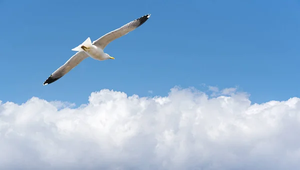 Mewa Nad Białymi Chmurami Błękitnym Niebie — Zdjęcie stockowe