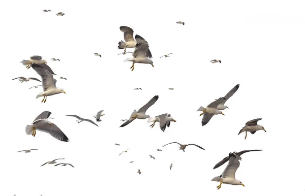 Bandada Gaviotas Sobre Mar Muchas Aves Aisladas Sobre Fondo Blanco — Foto de Stock