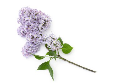 Beyaz arka planda solmuş leylak brunch 'ı. Violet, mor leylak çiçekleri, üst manzara, bahar resmi.. 