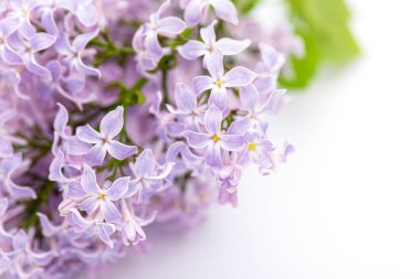 Yakın plan eflatun çiçekleri. Çiçek açan leylak brançı beyaz arka planda izole edildi. 